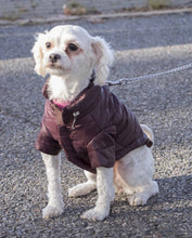 dog coats,dog jackets,dog coat,dog jacket,dog fashion,pet fashion,dog parka,pet parka,winter dog coat,designer dog jacket,insulated dog coat,pet coat,coat for dogs,dog clothes,pet life