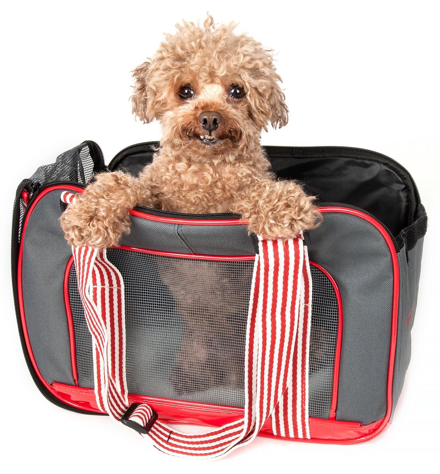 Pet Life Candy Cane' Fashion Pet Carrier - Doggy Sauce