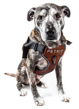 Petkit Air Quad-Connecting Adjustable Cushioned Chest Compression Dog Harness - Doggy Sauce